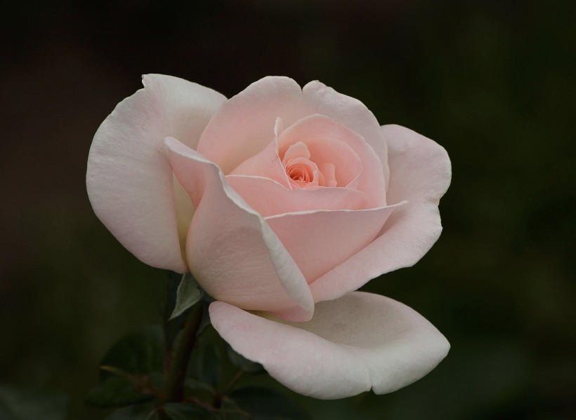 点击大图看下一张：高贵优雅的粉色玫瑰花图片