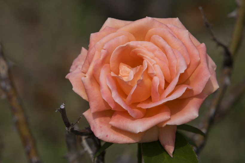 点击大图看下一张：高贵优雅的粉色玫瑰花图片