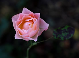 高贵优雅的粉色玫瑰花图片
