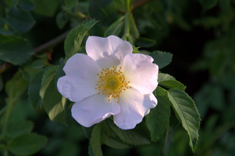 点击大图看下一张：浪漫唯美的白色野玫瑰花图片