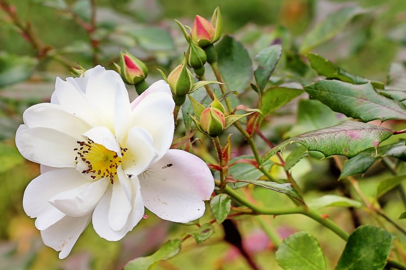 点击大图看下一张：浪漫唯美的白色野玫瑰花图片