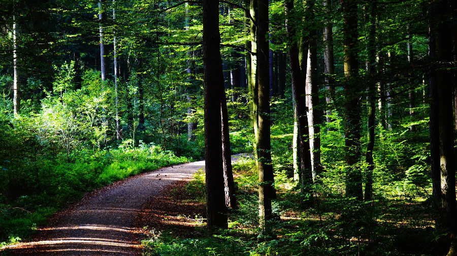 点击大图看下一张：唯美的林间小路图片