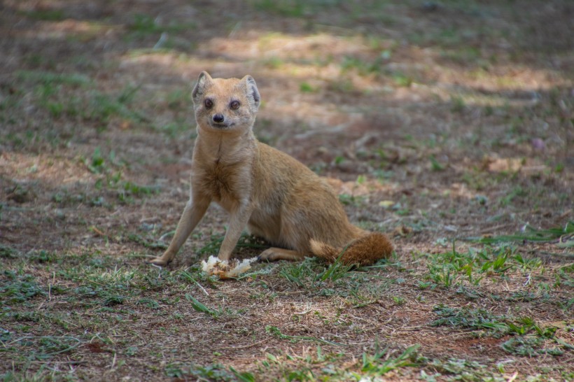 点击大图看下一张：一组灵巧可爱的猫鼬图片欣赏