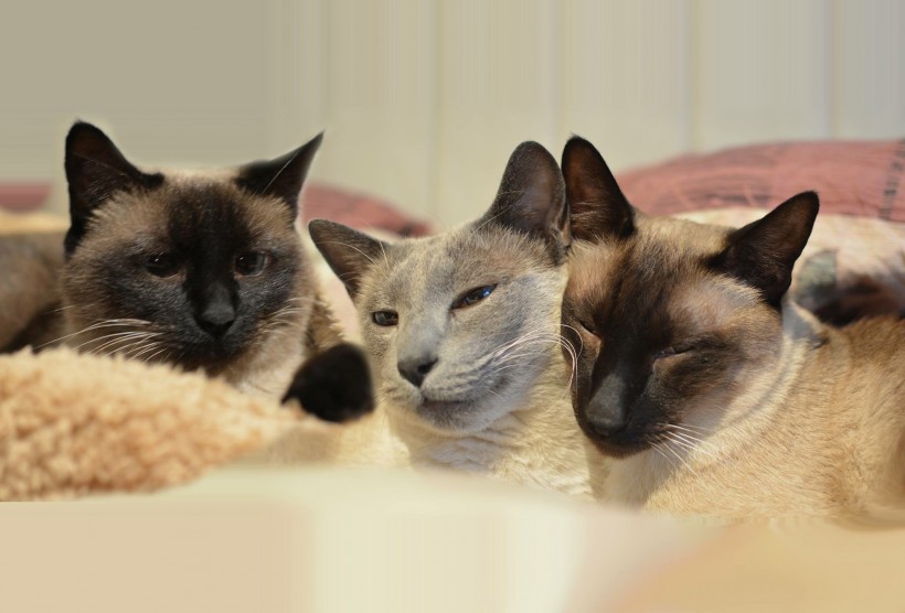 点击大图看下一张：一组乖巧可爱的泰国猫咪图片
