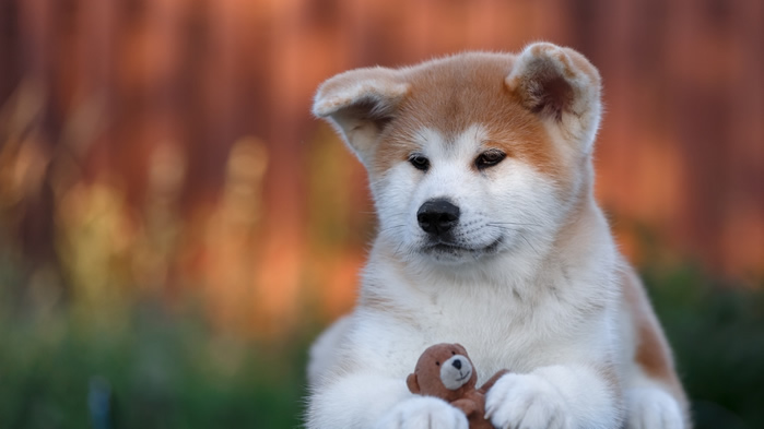 点击大图看下一张：一组可爱呆萌的秋田犬图片欣赏