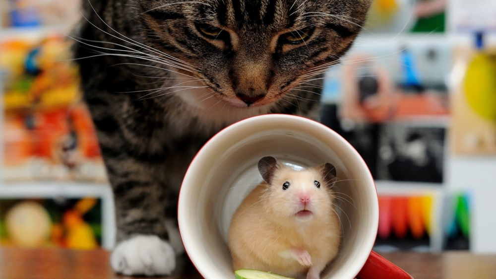 点击大图看下一张：一组小巧玲珑机灵的老鼠图片欣赏