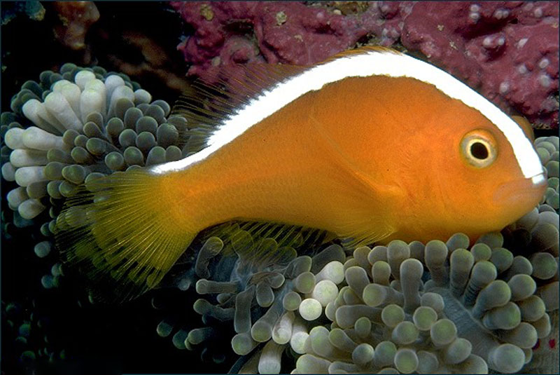 点击大图看下一张：印度洋银线小丑鱼图片