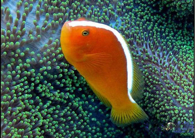 点击大图看下一张：印度洋银线小丑鱼图片