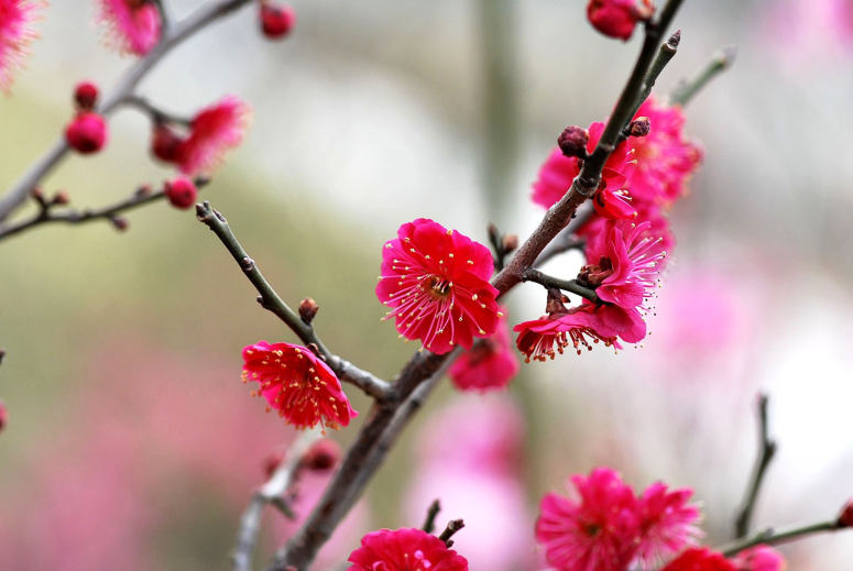 点击大图看下一张：一组花色艳丽的红梅花图片欣赏