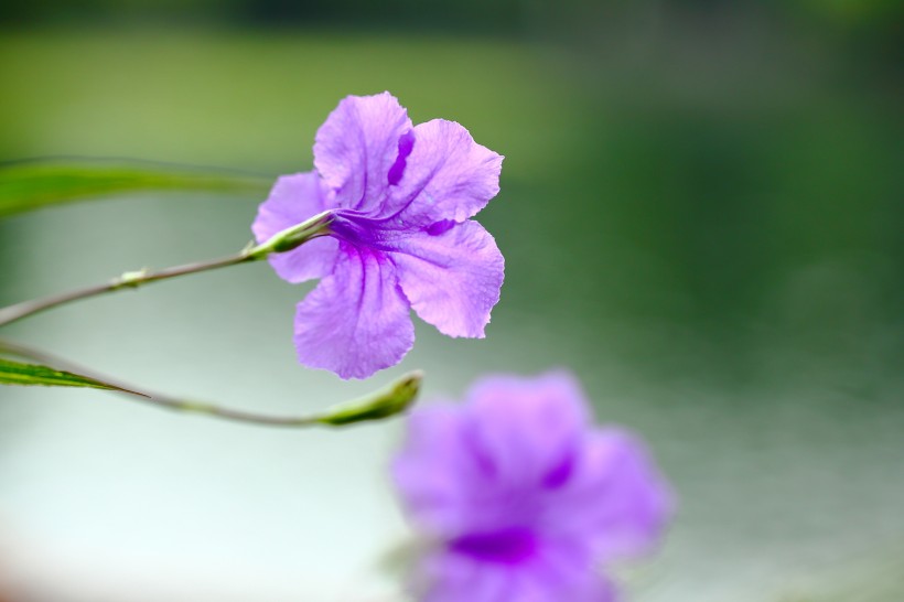 点击大图看下一张：优雅美丽的翠芦莉花图片欣赏