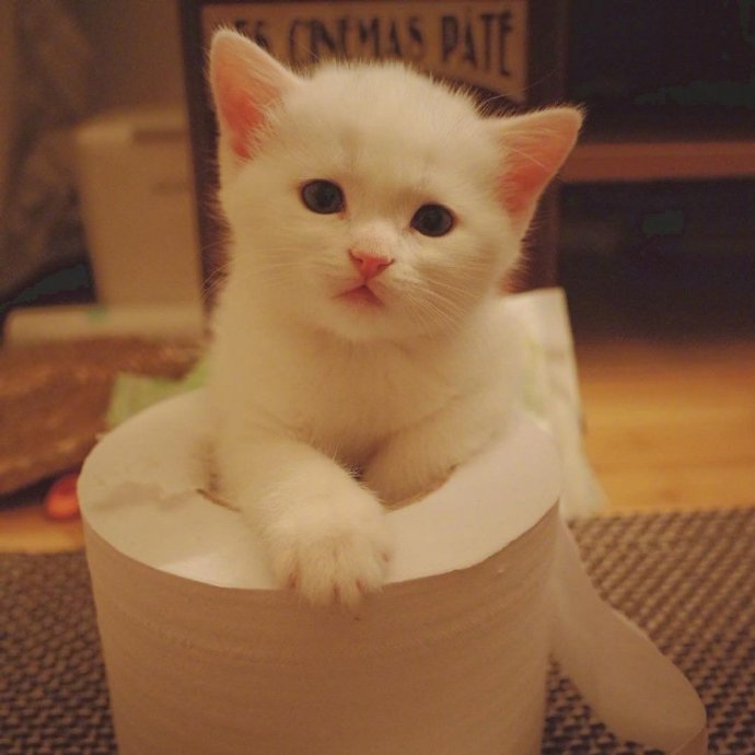 点击大图看下一张：一组可爱软萌的小奶猫图片