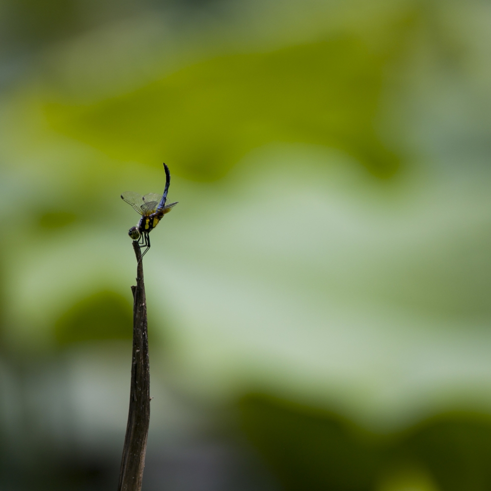 点击大图看下一张：一只蜻蜓立枝头图片欣赏