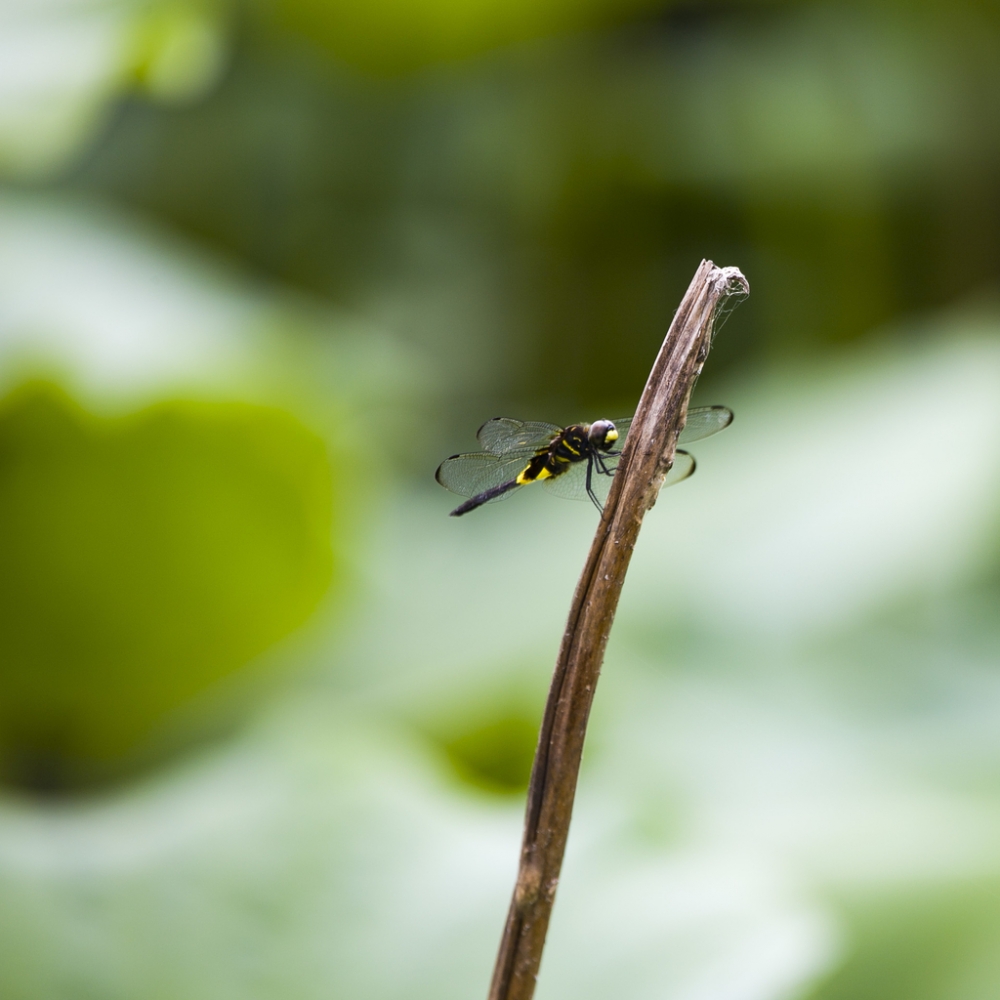 点击大图看下一张：一只蜻蜓立枝头图片欣赏