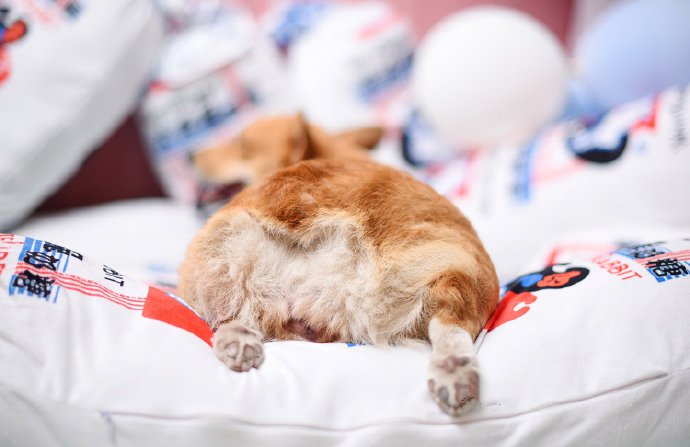 点击大图看下一张:一组可爱的小宝宝和柯基的图片