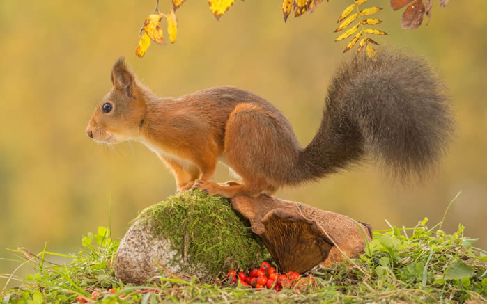 点击大图看下一张：一组毛茸茸超可爱的棕色松鼠图片