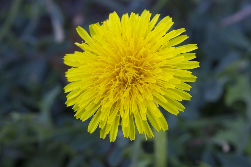 点击大图看下一张：花型独特的黄色蒲公英图片
