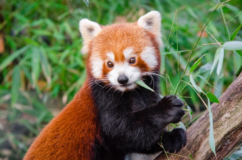 点击大图看下一张：棕色毛的萌宠小熊猫图片欣赏