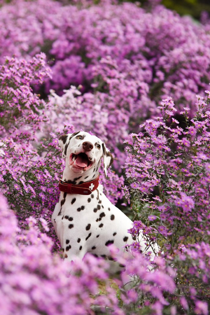 点击大图看下一张：一组紫色小花花中的小狗狗图片