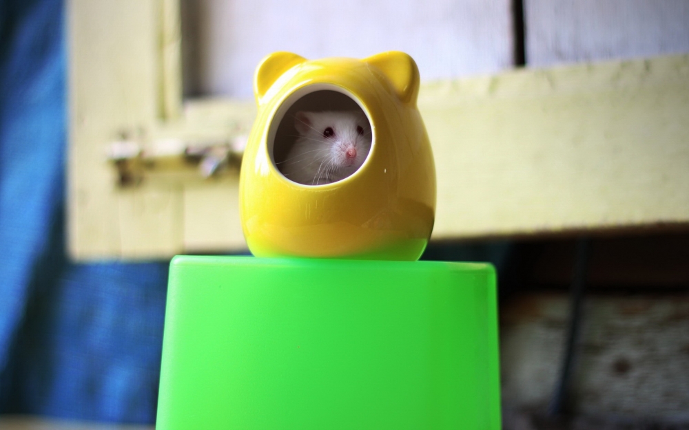 点击大图看下一张：一组活泼可爱、目光炯炯的小仓鼠