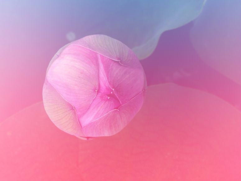 点击大图看下一张：小清新唯美的淡粉色荷花图片