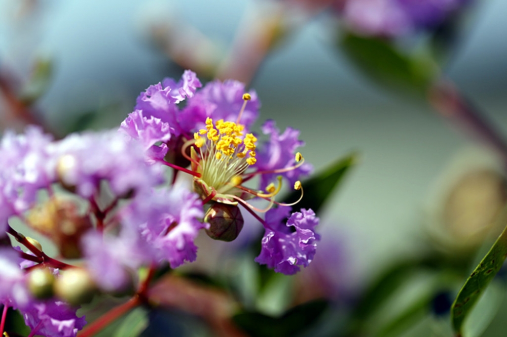 点击大图看下一张：一组简洁漂亮的紫薇花开图片欣赏