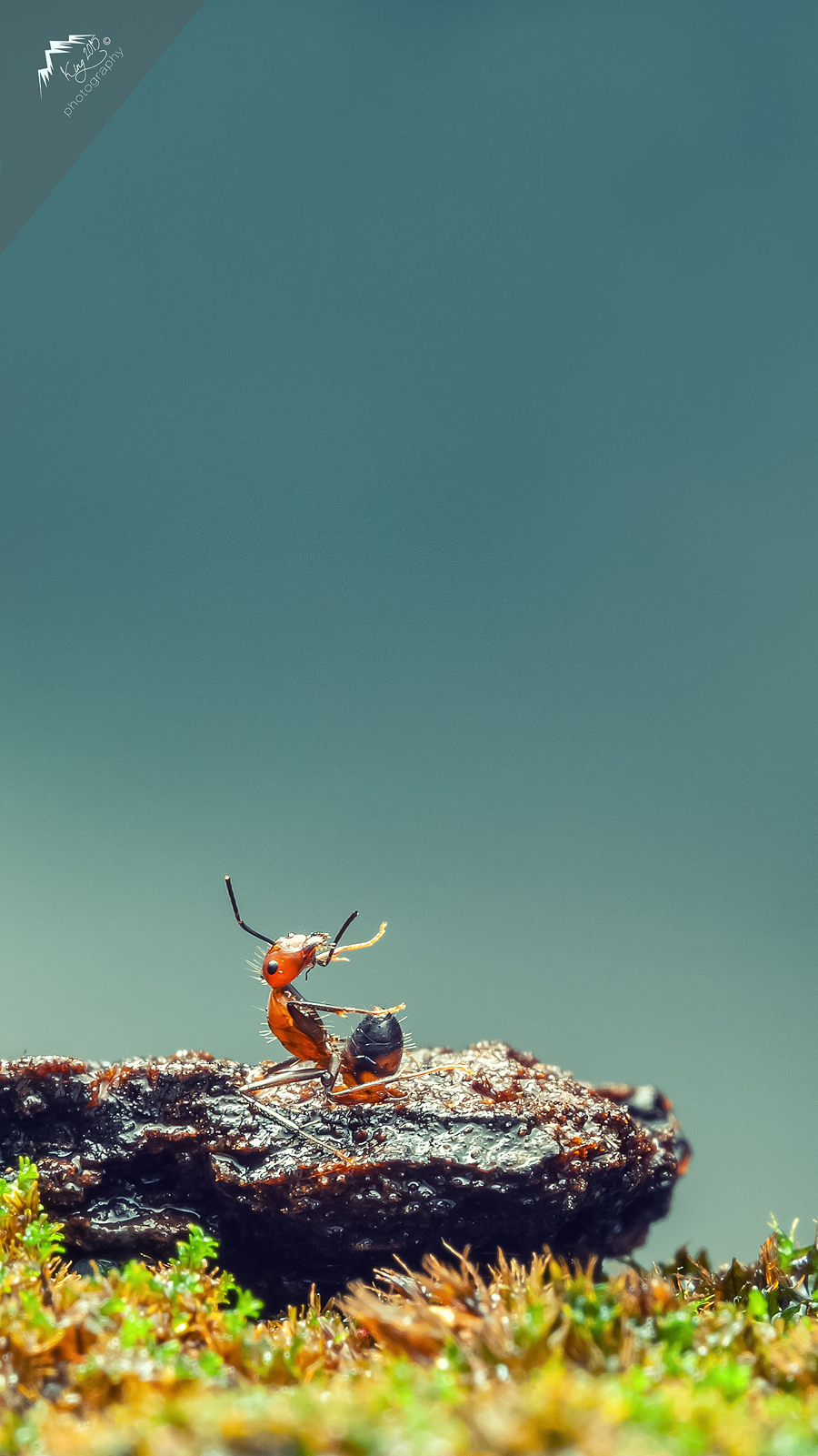 点击大图看下一张：一组小蚂蚁真实图片大全