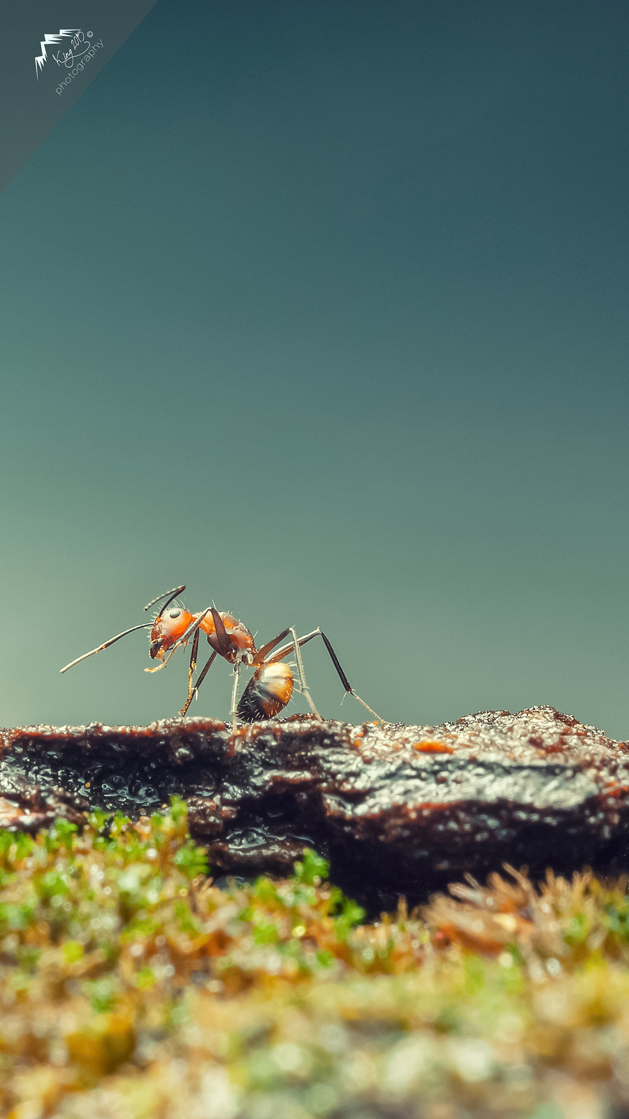 点击大图看下一张：一组小蚂蚁真实图片大全