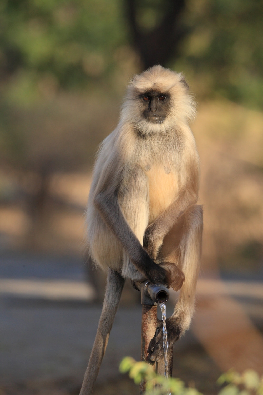 点击大图看下一张：一级保护动物长尾叶猴图片