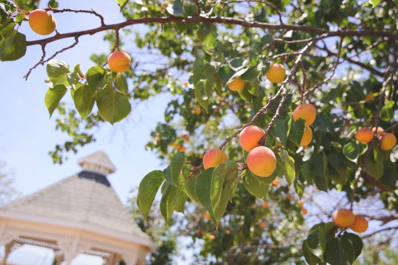 点击大图看下一张：一组春季水果桃子图片素材