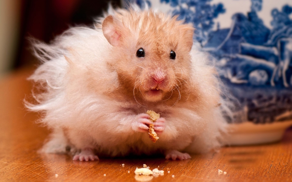 点击大图看下一张：一组可爱的仓鼠吃东西图片欣赏