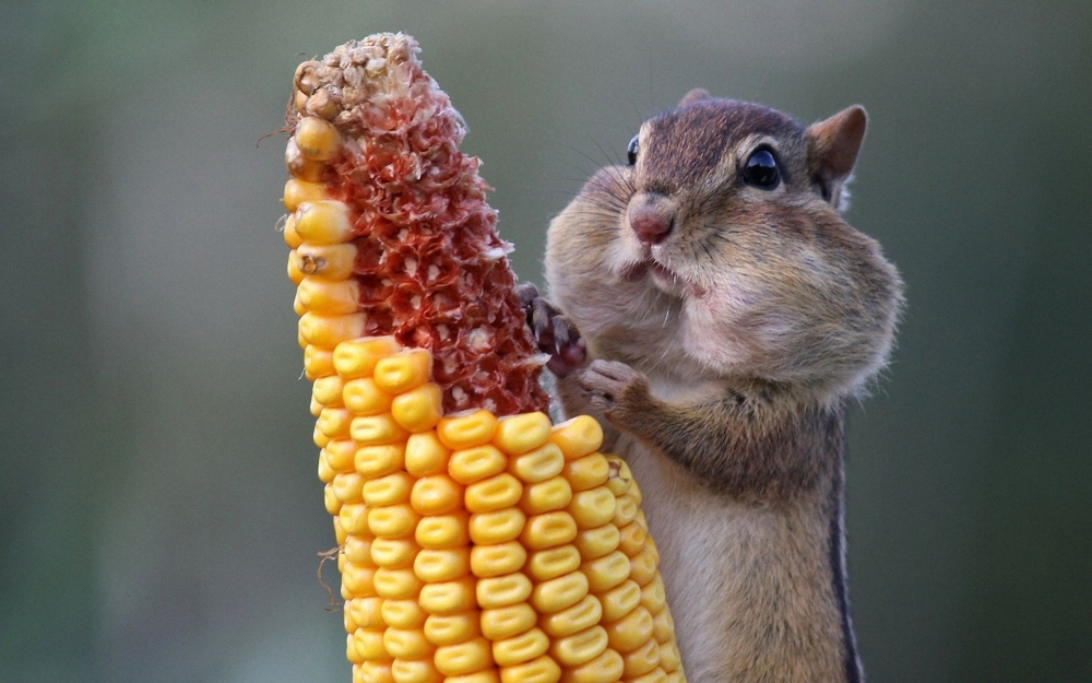 点击大图看下一张：一组可爱的仓鼠吃东西图片欣赏
