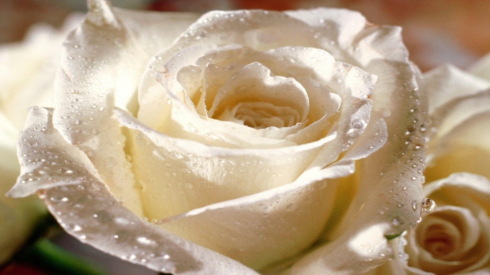 点击大图看下一张：清新纯净的白色玫瑰桌面壁纸