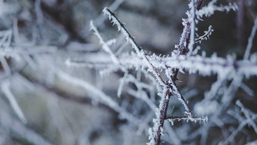 点击大图看下一张：冬季霜冻美景图片