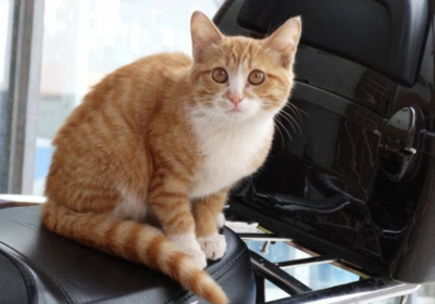 点击大图看下一张：可爱的橘色中华田园猫图片