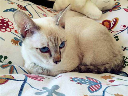 点击大图看下一张：可爱机灵的暹罗猫图片