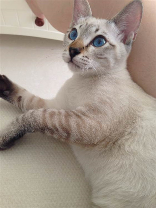 点击大图看下一张：可爱机灵的暹罗猫图片