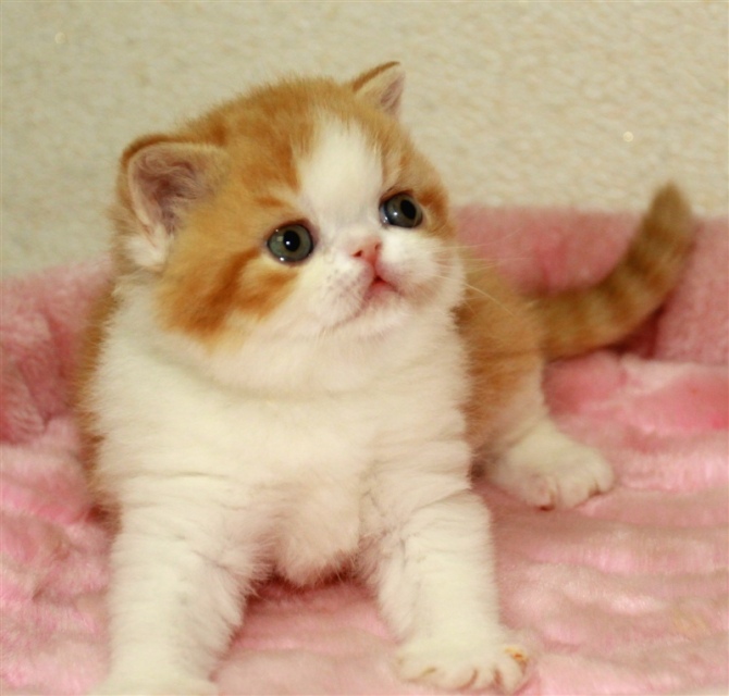 点击大图看下一张：小小的加菲猫图片