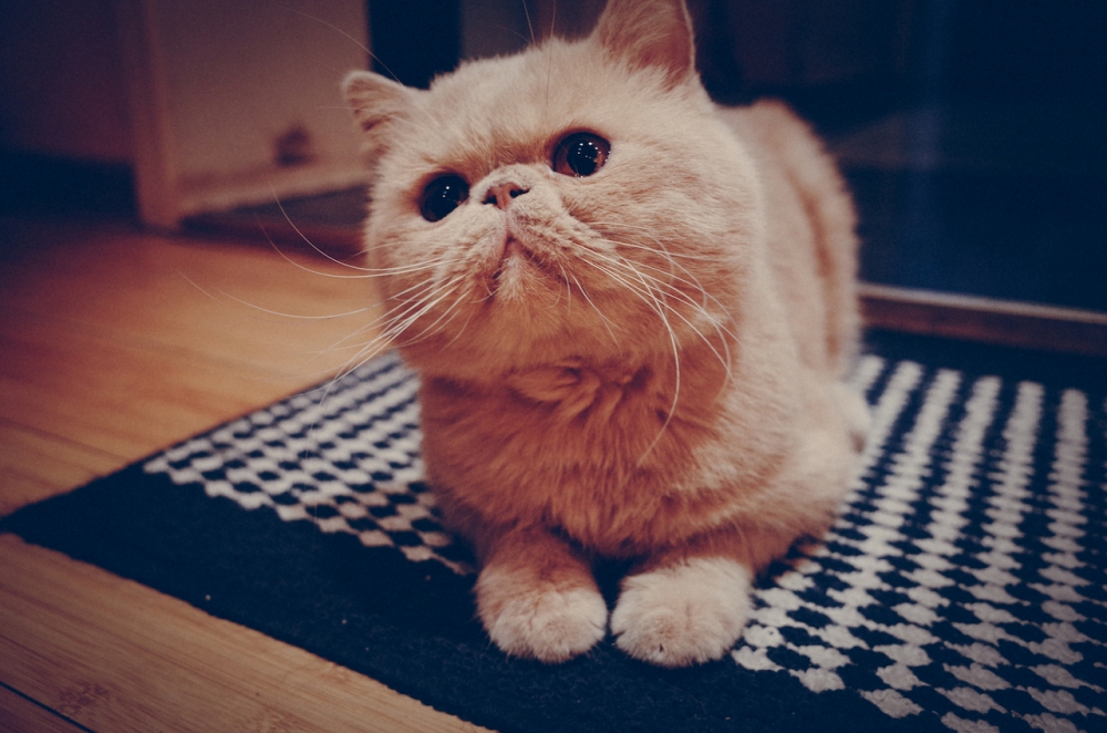 点击大图看下一张：一组可爱的加菲猫图片