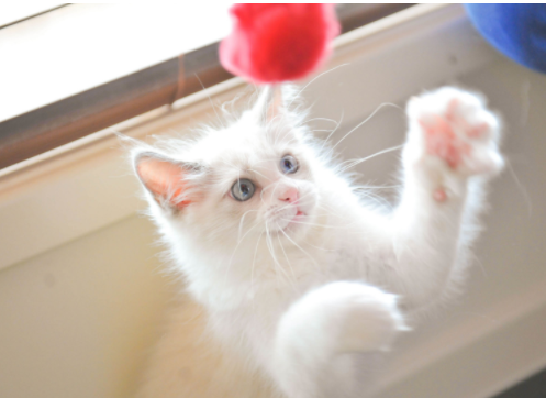 点击大图看下一张：慵懒可爱的白色小猫咪图片