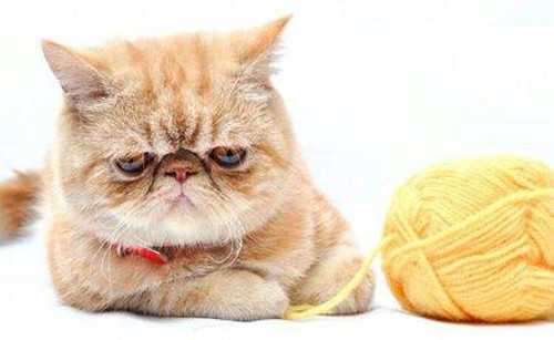 点击大图看下一张：一组可爱的加菲猫图片