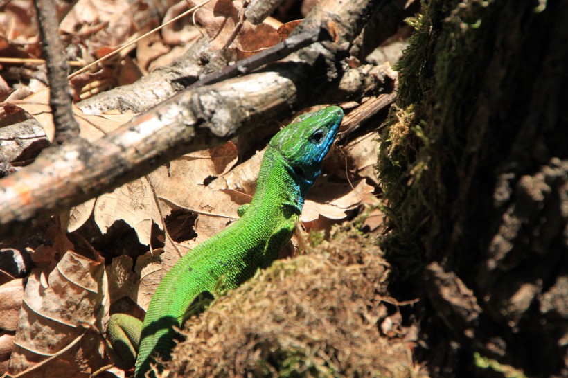 点击大图看下一张：令人畏惧的绿色蜥蜴高清图片欣赏