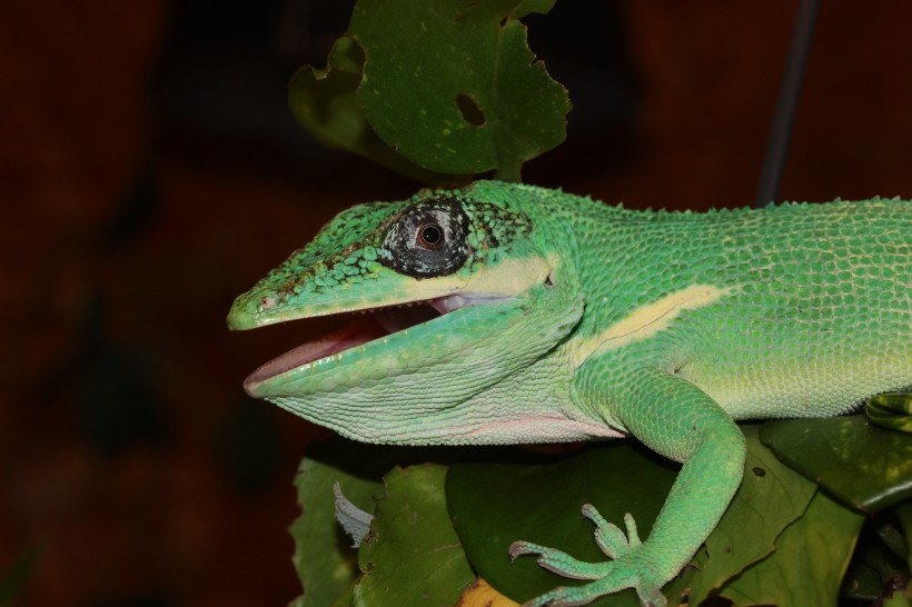 点击大图看下一张：令人畏惧的绿色蜥蜴高清图片欣赏