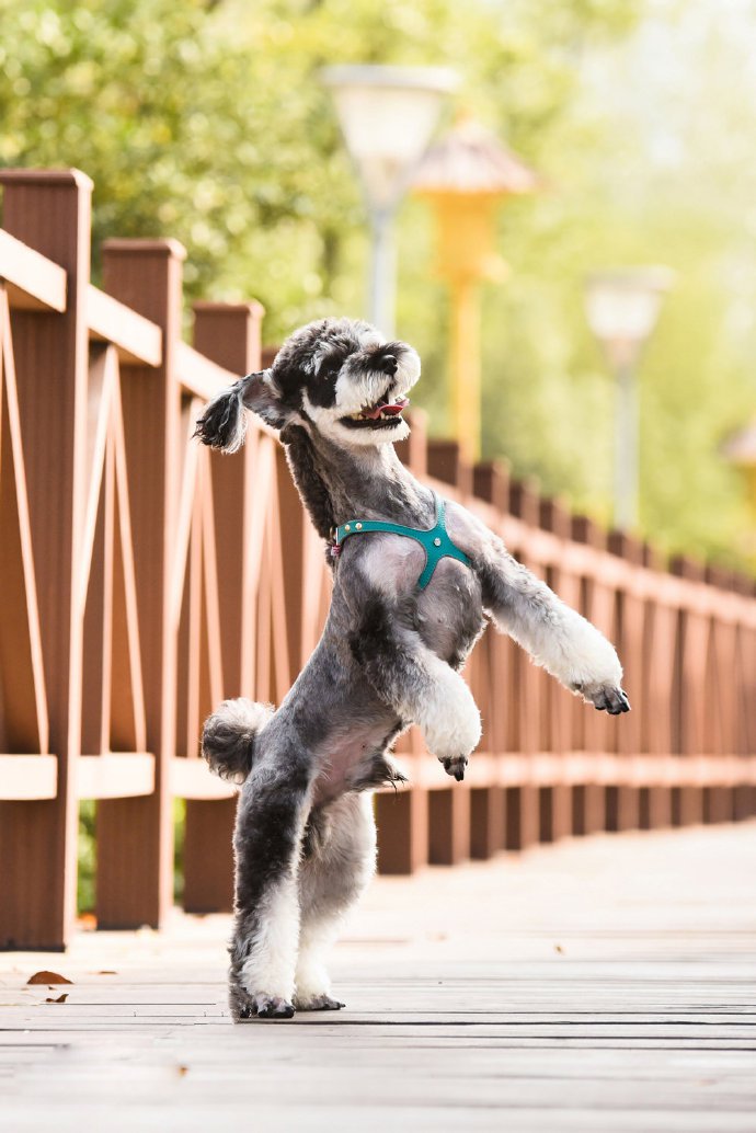 点击大图看下一张：一组蹦蹦跳跳的雪纳瑞狗狗图片