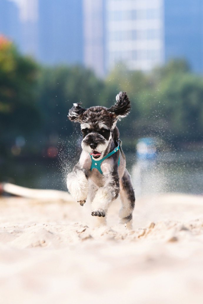 点击大图看下一张：一组蹦蹦跳跳的雪纳瑞狗狗图片
