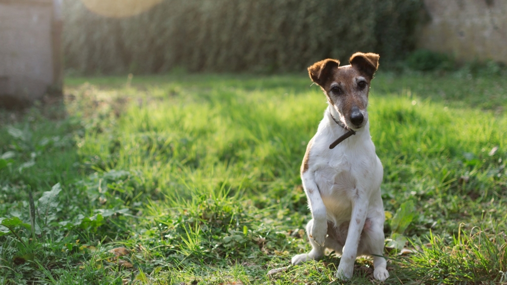 点击大图看下一张：一组温和而柔顺的惠比特犬图片