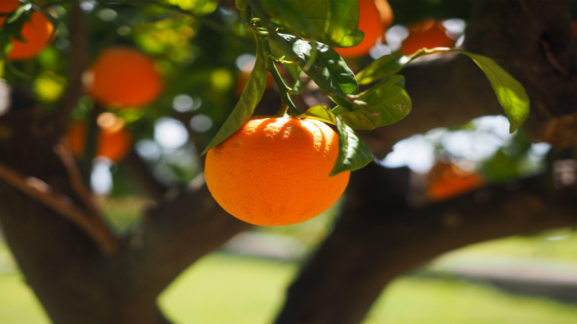 点击大图看下一张：世界柑橘始祖地黄岩柑橘图片