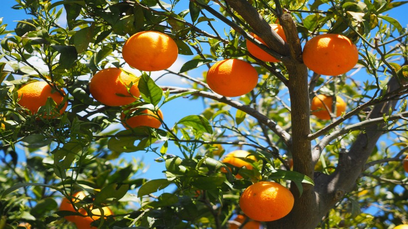 点击大图看下一张：世界柑橘始祖地黄岩柑橘图片