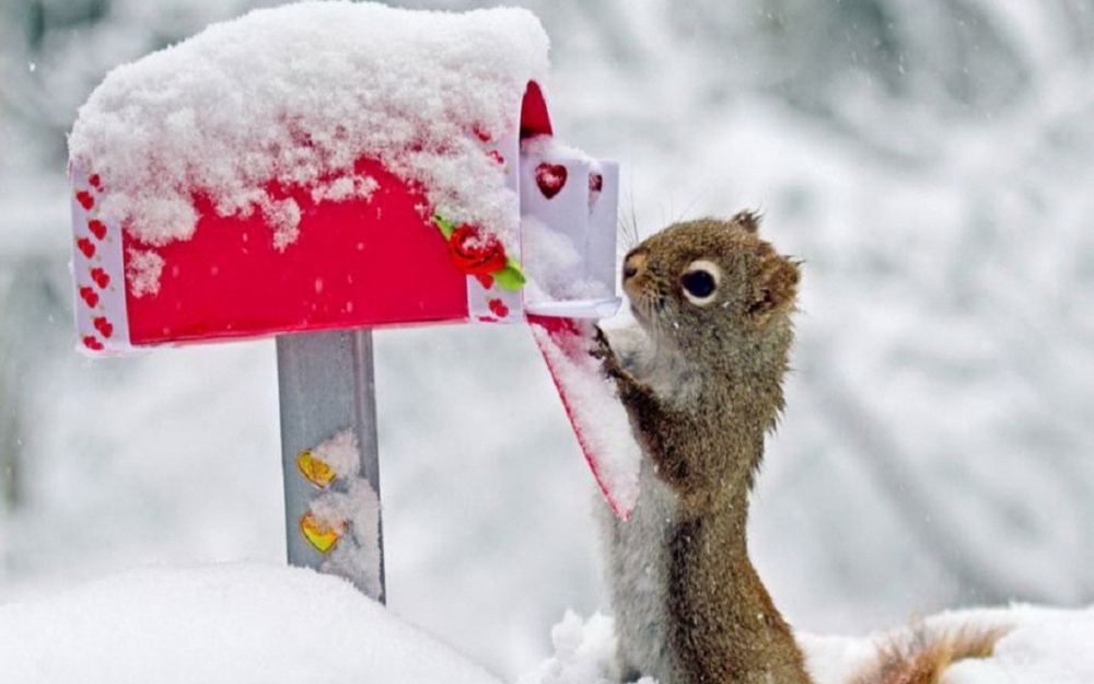 点击大图看下一张：冬天里欢快玩雪的小松鼠图片