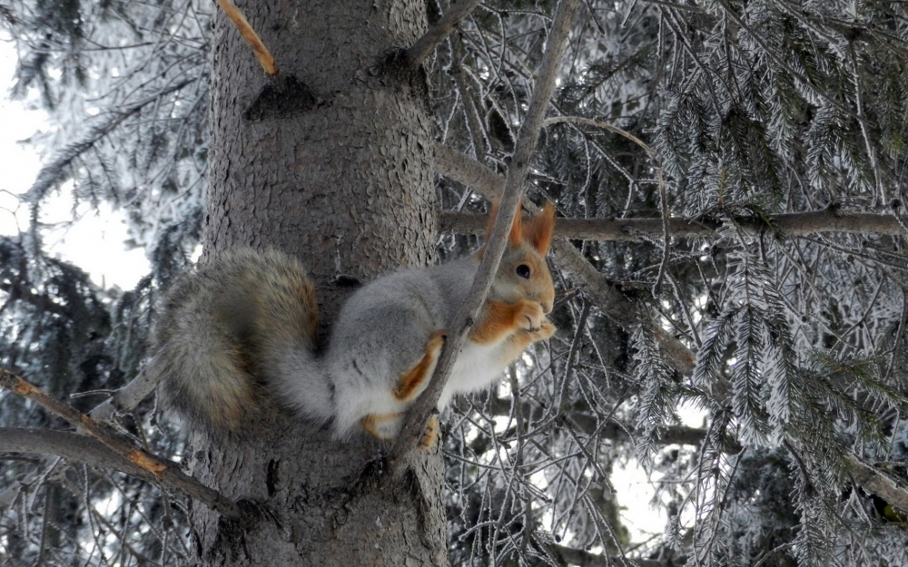 点击大图看下一张：树上到处窜的小松鼠图片欣赏