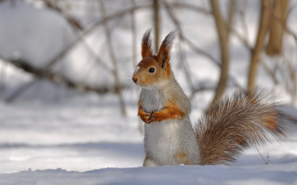 点击大图看下一张：在雪地里呆呆的小松鼠图片欣赏